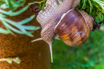 Garden snail (Helix pomatia) slide on garden leafs, upside down