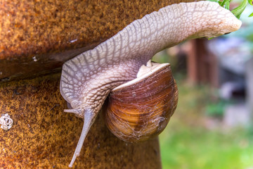 Garden snail (Helix pomatia) slide on garden leafs, upside down