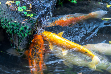 Few colorful Koi carp under waterfall catching and eating worms