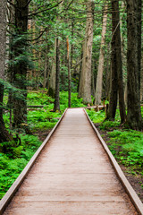Fototapeta premium Glacier National Park
