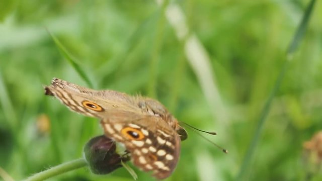 
Butterfly brown wing pattern spot on  flowers. 