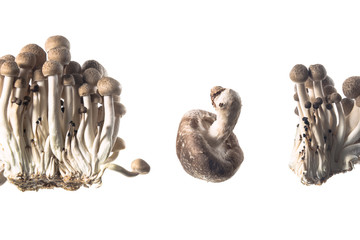 しいたけ　まいたけ