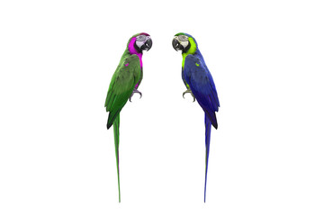 blue and gold macaw isolated on white background