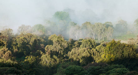 Scenic Forest in Morning Mist