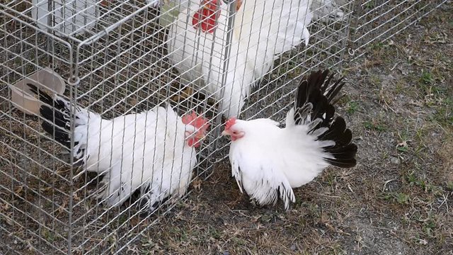 Bantam in cage trying to fight to outer other one