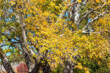 Bright sunlit yellow poplar leaves with blurred background. Autumn foliage on sunny day. Selective...