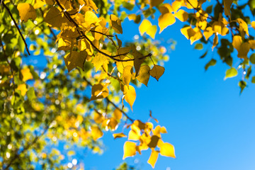 Bright yellow poplar leaves with clear blue sky on the background. Autumn foliage with patch of sunlight on sunny day. Selective focus, shallow DOF