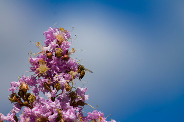 Bee Exploring Crepe Myrtles