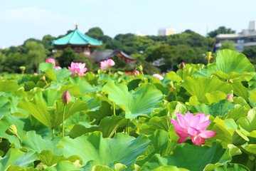 Lotus flowers at Shinobazu Pond in Ueno Park