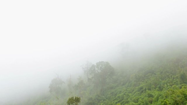 Morning fog in dense tropical rainforest,Timelapse