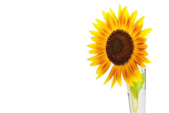 HELIANTHUS annuus 'Firecracker' sunflower over isolate white background. with copy space