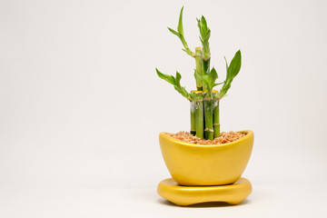 Lucky bamboo and golden pot in Chinese believe with white background.