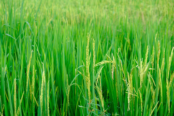 green paddy rice field with copyspace for backdrop background use