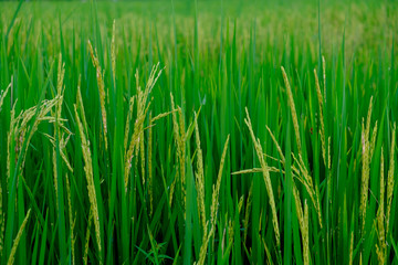 green paddy rice field with copyspace for backdrop background use