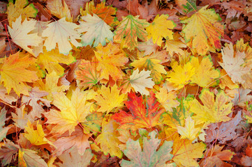 Naklejka na ściany i meble Fall Maple Leaves in Full Color