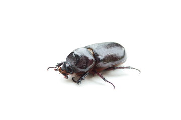Black beetle on white background. Beetle isolated. Insect.
