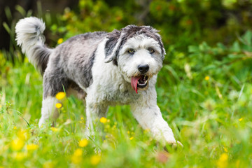 Fototapeta premium Polish Lowland Sheepdog