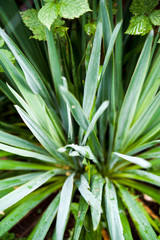 Obraz premium Close up of a yucca plant