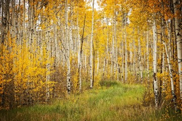 Fototapeta premium Aspens w Kolorado