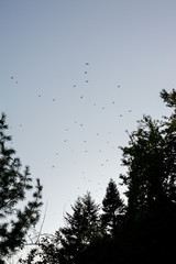 A flock of birds fly over trees at dusk in the autumn