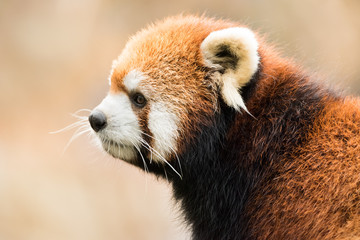 Red Panda VIII