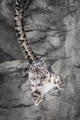 Snow Leopard Wall Bounce