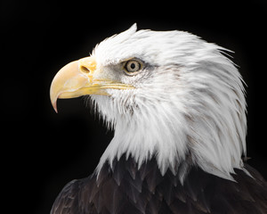 Obraz premium Bald Eagle XVII