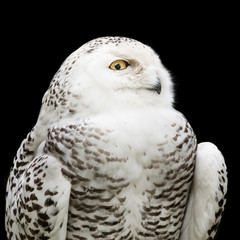 Snowy Owl III
