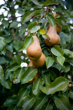 Ripe Bosc pears growing in pear tree