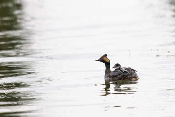 Eared Grebe (Podiceps nigricollis)