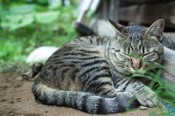 昼寝している猫
