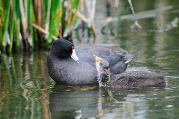 American Coot (Fulica americana)