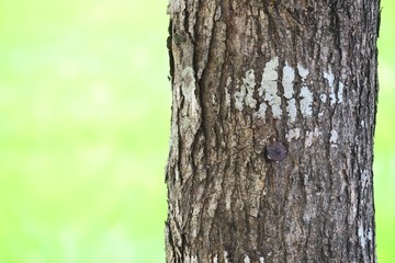 Nature wood tree and green field background. Natural wooden tree