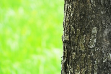 Nature wood tree and green field background. Natural wooden tree