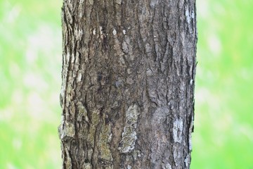 Nature wood tree and green field background. Natural wooden tree