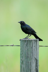 Brewer's Blackbird (Euphagus cyanocephalus)