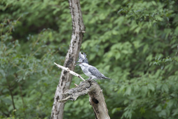 Crested kingfisher/ This is very beautiful wild bird photo which was took in Aichji-pref Japan.This bird name is Crested kingfisher.