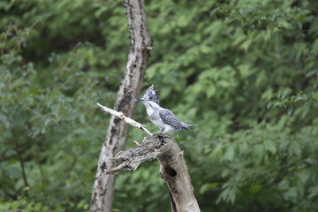 Crested kingfisher/ This is very beautiful wild bird photo which was took in Aichji-pref Japan.This bird name is Crested kingfisher.