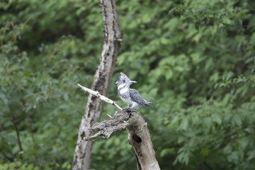 Crested kingfisher/ This is very beautiful wild bird photo which was took in Aichji-pref Japan.This bird name is Crested kingfisher.