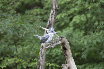 Crested kingfisher/ This is very beautiful wild bird photo which was took in Aichji-pref Japan.This bird name is Crested kingfisher.