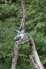 Crested kingfisher/ This is very beautiful wild bird photo which was took in Aichji-pref Japan.This bird name is Crested kingfisher.
