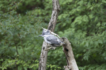 Crested kingfisher/ This is very beautiful wild bird photo which was took in Aichji-pref Japan.This bird name is Crested kingfisher.