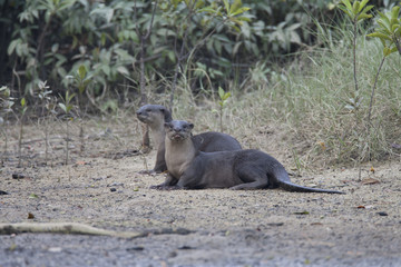 Otter / This is wild animal photo which was took in Langkawi Malaysia.