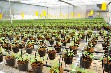 Tomato cultivation : cultured seedlings.