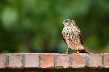 Immature Coopers Hawk standing on backyard brick fence. Natural green background with copy space. 