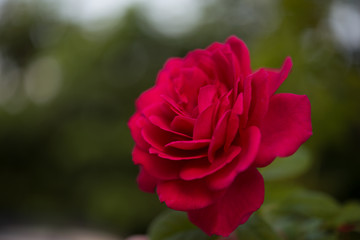 Red rose in the garden