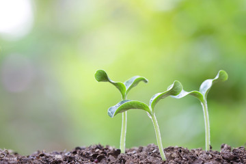 Tree planting