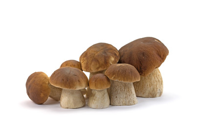 Steinpilze, Boletus edulis, Mushrooms