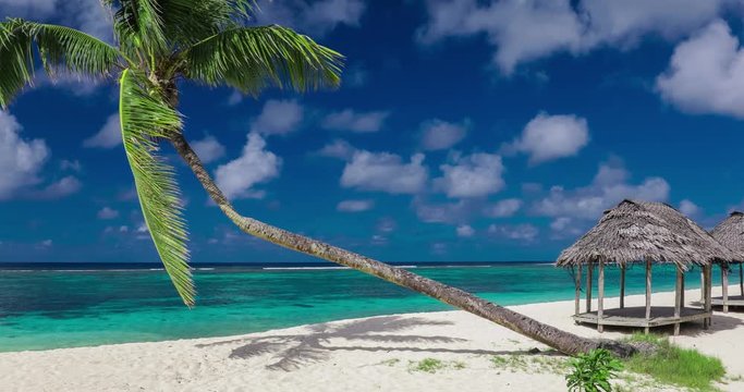 Tropical beach with a single palm tree and a beach fale.