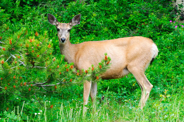 Wild Deer